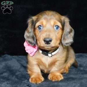 Jewel- mini, Dachshund Puppy